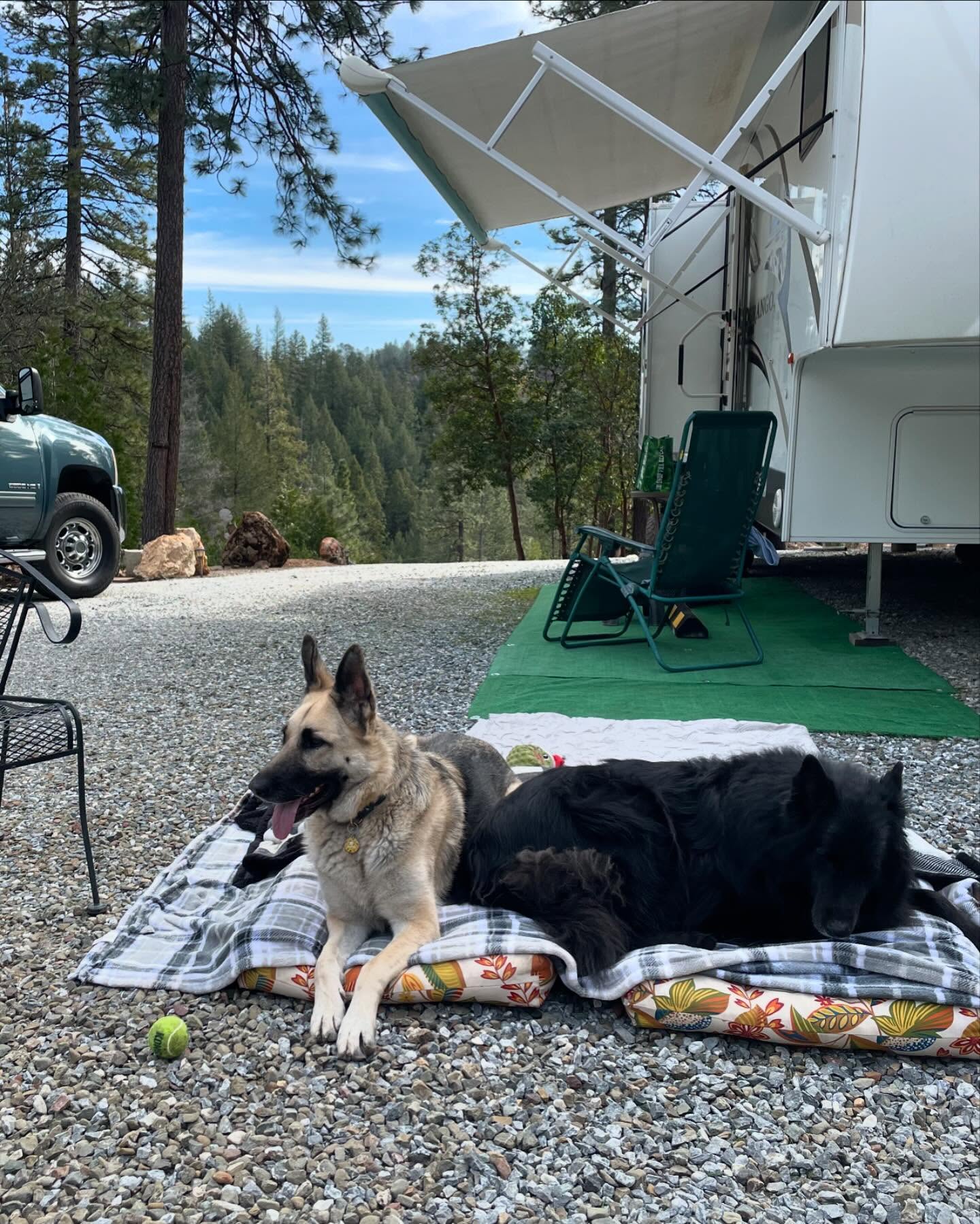 ⁣ Sirius and Loki loved visiting grandpa up the hill at his property! 🌲🚐🪵⁣ ⁣ #germanshepherd #gsd #belgianshepherd #belgianshepherdgroenendael #groenendael #dogs #camping #camping...