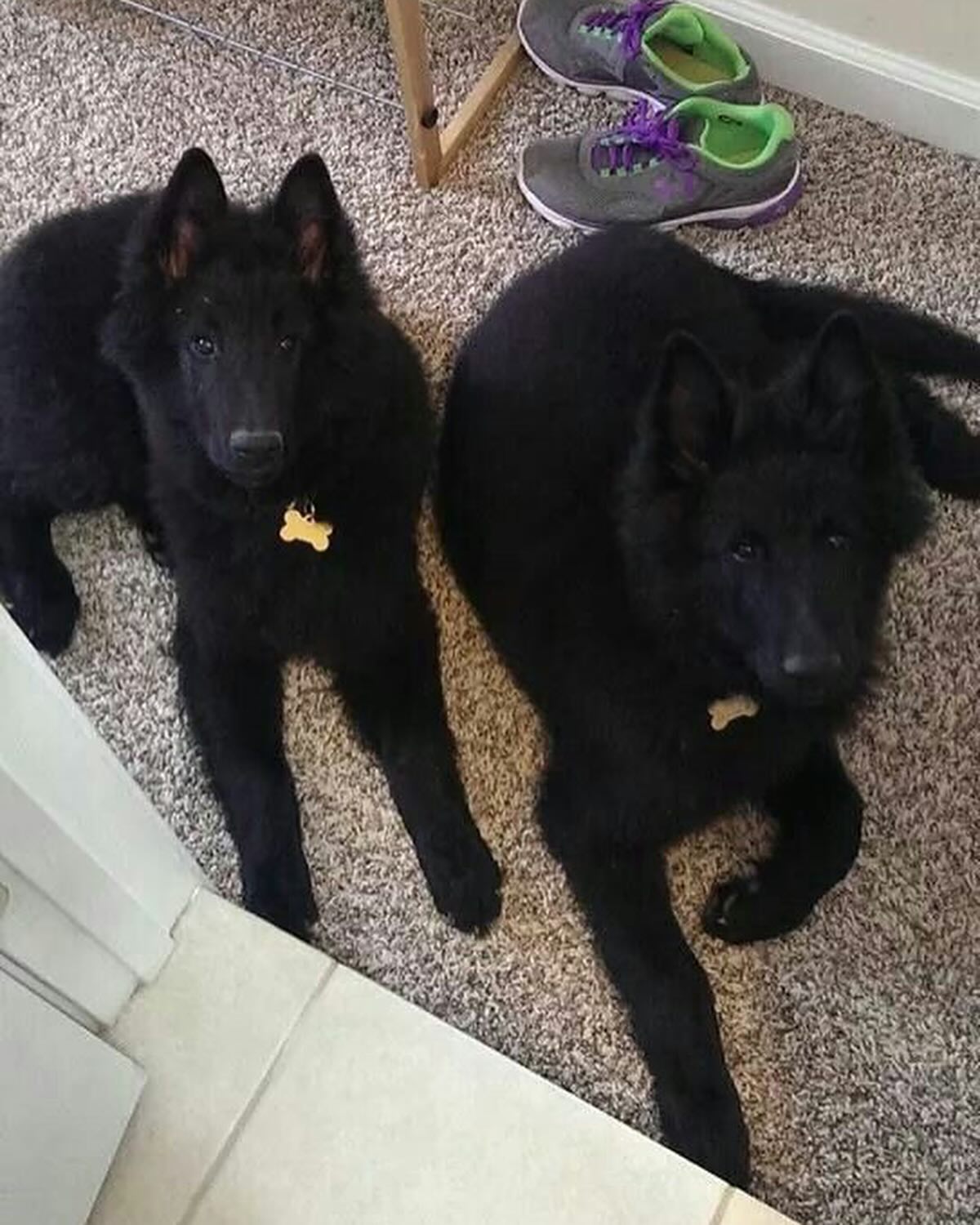 ⁣ Littermates, brothers, best friends, demonic hounds of destruction. ⁣ The name DirtyHellHounds was inspired by my two boys, Sirius and Remus ❤️💙 ⁣ ⁣ I won’t change the name. The...