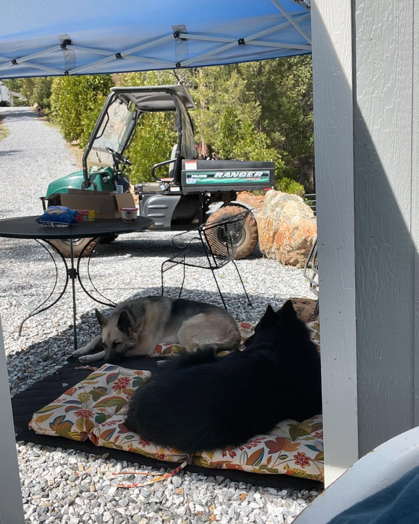 ⁣ Sirius and Loki loved visiting grandpa up the hill at his property! 🌲🚐🪵⁣ ⁣ #germanshepherd #gsd #belgianshepherd #belgianshepherdgroenendael #groenendael #dogs #camping #camping...
