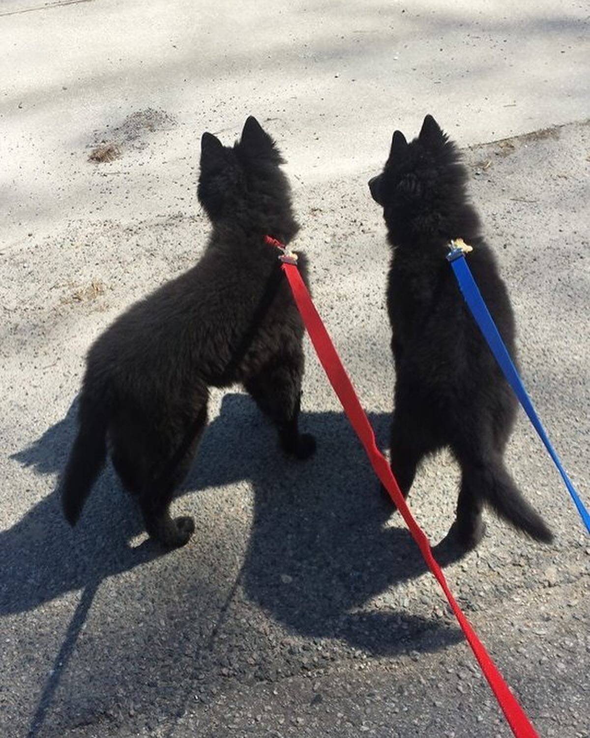 ⁣ Littermates, brothers, best friends, demonic hounds of destruction. ⁣ The name DirtyHellHounds was inspired by my two boys, Sirius and Remus ❤️💙 ⁣ ⁣ I won’t change the name. The...