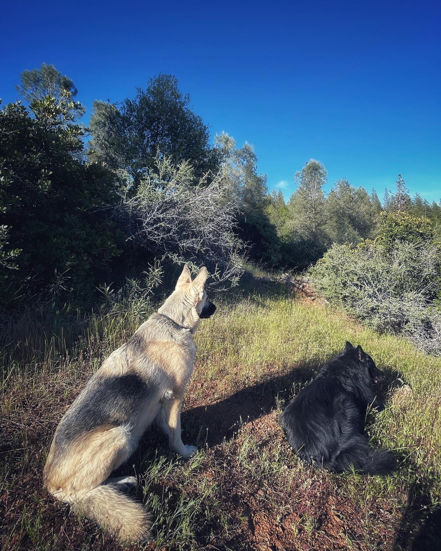 ⁣ Sirius and Loki loved visiting grandpa up the hill at his property! 🌲🚐🪵⁣ ⁣ #germanshepherd #gsd #belgianshepherd #belgianshepherdgroenendael #groenendael #dogs #camping #camping...