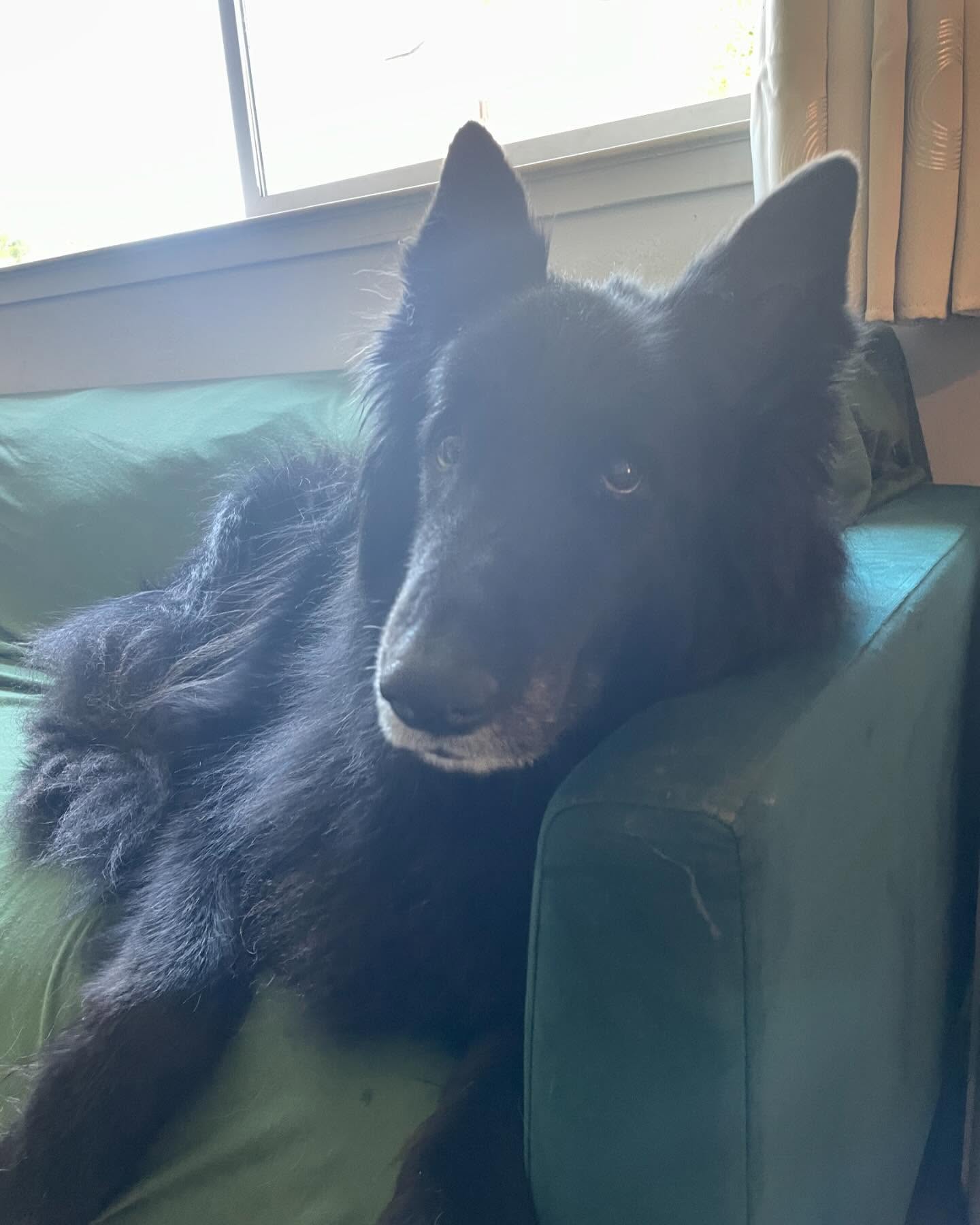 ⁣ 🐺 Rest in Peace, Sirius ⁣ Dec 23, 2013 - May 10, 2024⁣ My bubba