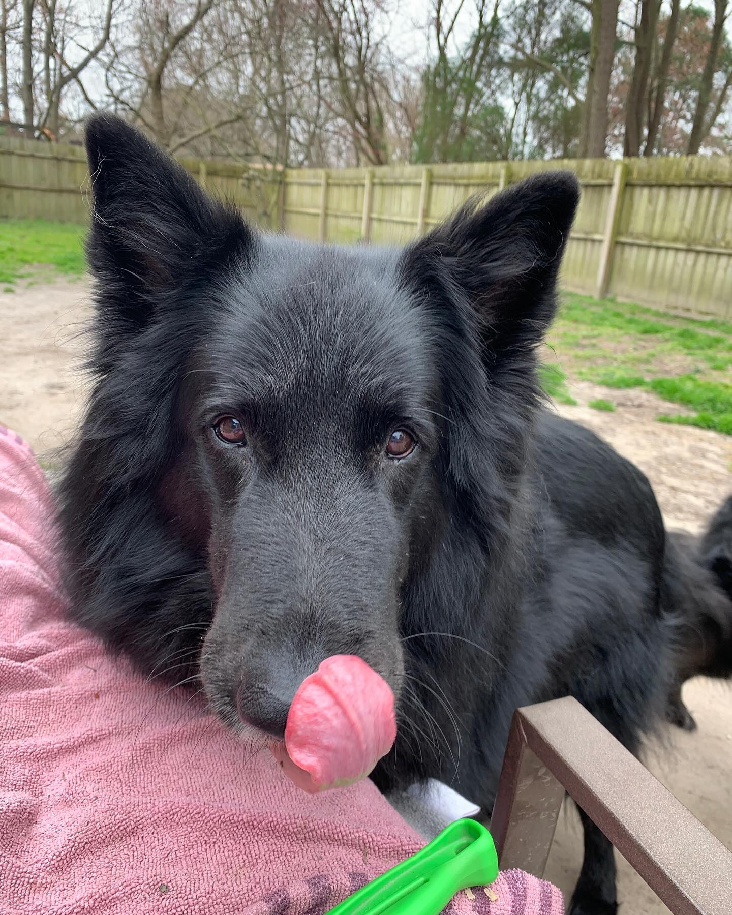 ⁣ I love and miss you so much, Bubba. ⁣ I don’t know what I’m going to do without my happy, slobbery, cuddly, handsome man. ⁣ ⁣ I am completely heartbroken