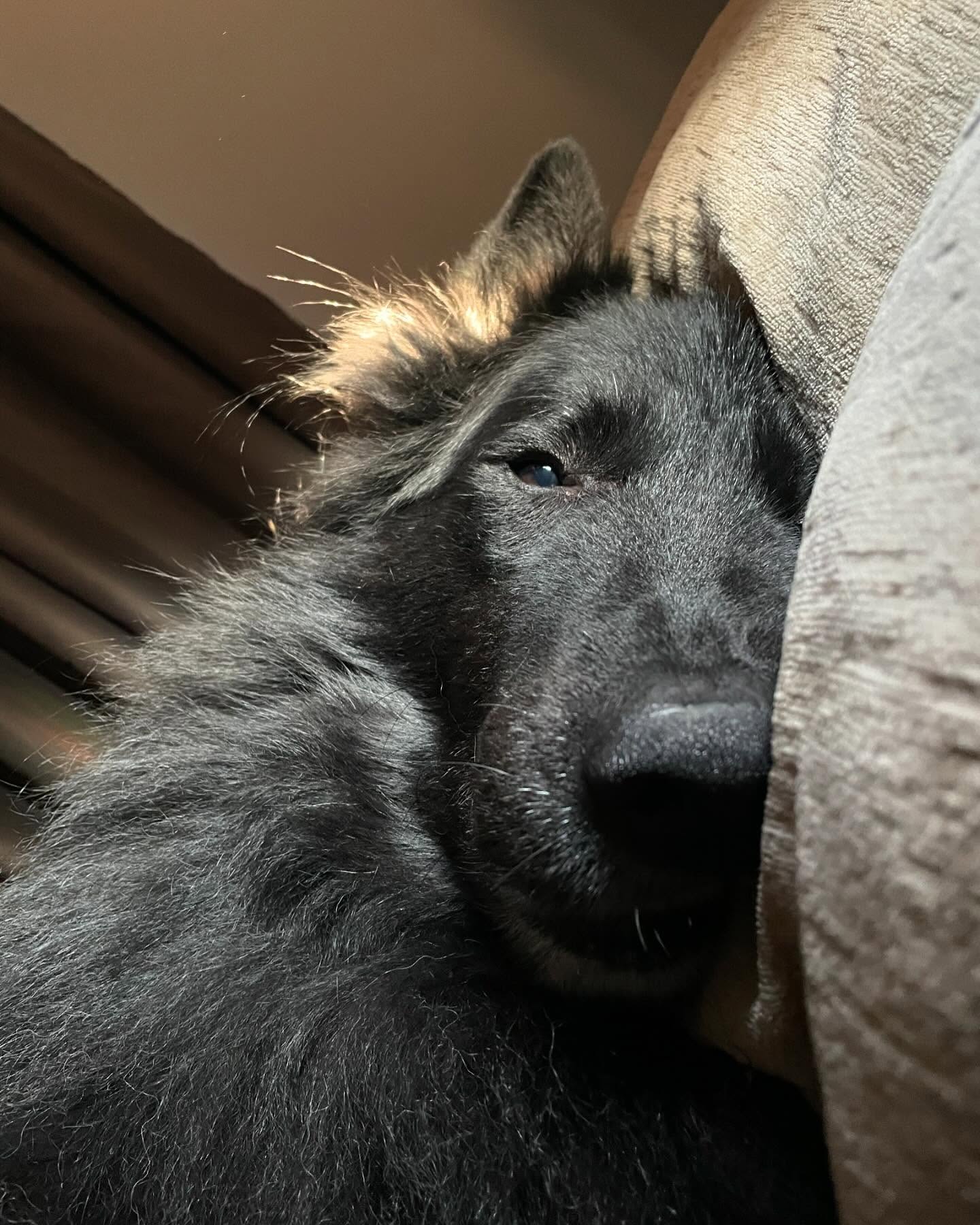 ⁣ I love and miss you so much, Bubba. ⁣ I don’t know what I’m going to do without my happy, slobbery, cuddly, handsome man. ⁣ ⁣ I am completely heartbroken