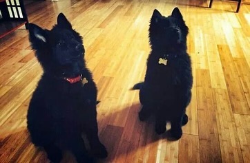 ⁣ Sirius and Remus, reunited at the rainbow bridge 🌈 ⁣ ⁣ #belgianshepherd #belgianshepherdgroenendael #groenendael #dogs #rainbowbridge