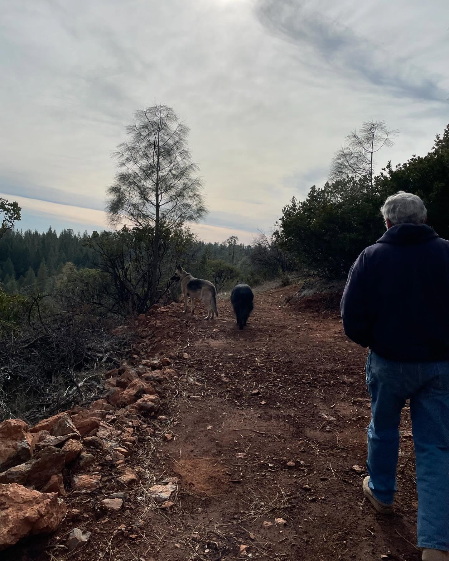 ⁣ Sirius and Loki loved visiting grandpa up the hill at his property! 🌲🚐🪵⁣ ⁣ #germanshepherd #gsd #belgianshepherd #belgianshepherdgroenendael #groenendael #dogs #camping #camping...