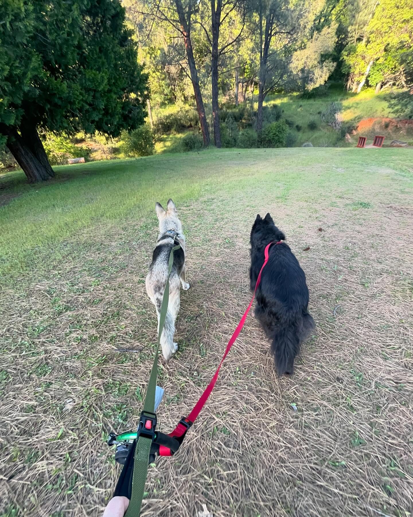 ⁣ Sirius and Loki became best friends after we lost Remus, and they had the most amazing relationship. ⁣ Loki definitely misses his brother right now… We all do. So incredibly muc...
