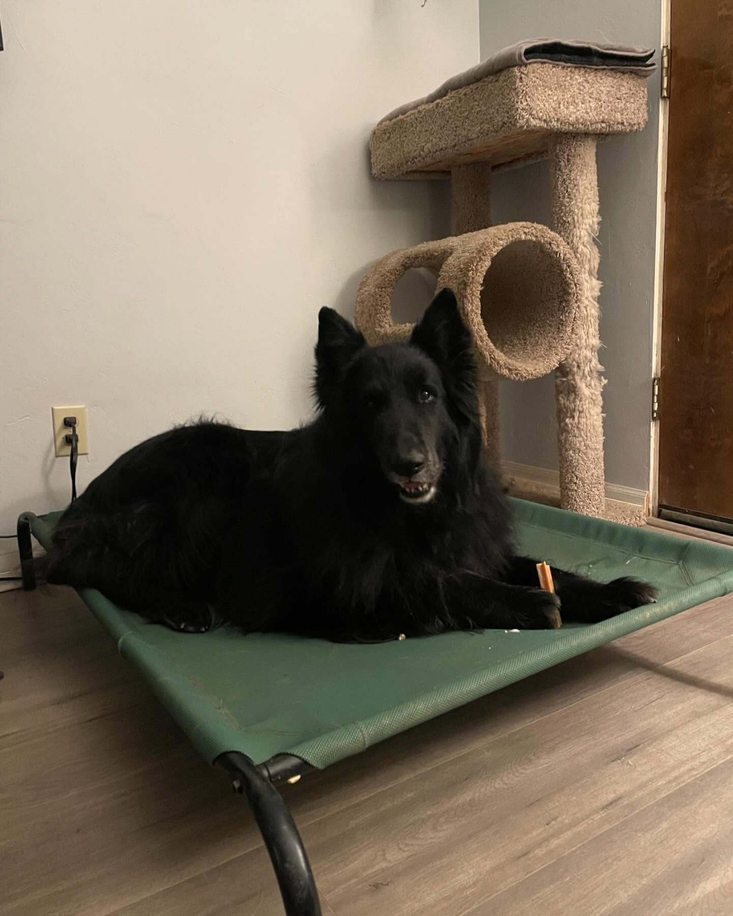 ⁣ 🐺 Rest in Peace, Sirius ⁣ Dec 23, 2013 - May 10, 2024⁣ My bubba