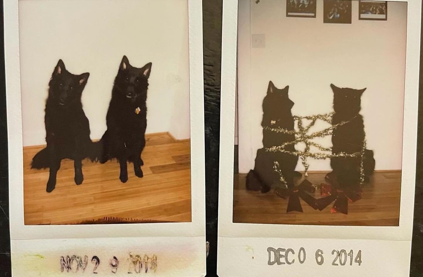 ⁣ Sirius and Remus, reunited at the rainbow bridge 🌈 ⁣ ⁣ #belgianshepherd #belgianshepherdgroenendael #groenendael #dogs #rainbowbridge