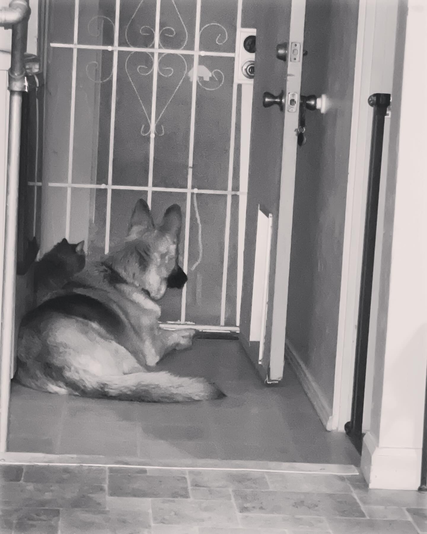⁣ May 11, 2024: Loki and Gypsy hanging out at the screen door together, trying to find a new normal without Sirius 💔⁣ ⁣ #germanshepherd #gsd #dogs #mainecoone (mix 😿) #mainecoonca...