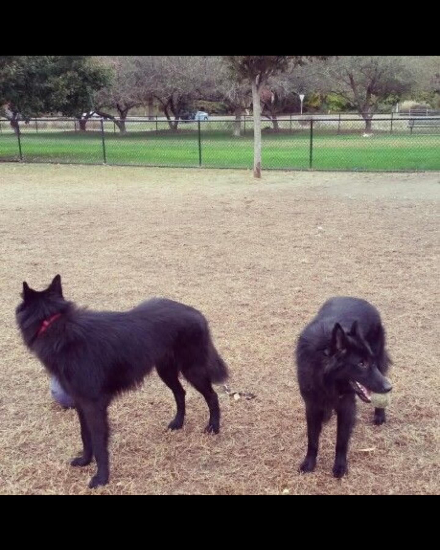 ⁣ Littermates, brothers, best friends, demonic hounds of destruction. ⁣ The name DirtyHellHounds was inspired by my two boys, Sirius and Remus ❤️💙 ⁣ ⁣ I won’t change the name. The...