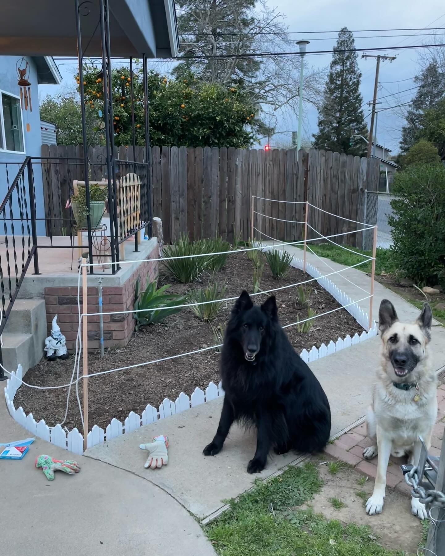 ⁣ Sirius and Loki became best friends after we lost Remus, and they had the most amazing relationship. ⁣ Loki definitely misses his brother right now… We all do. So incredibly muc...