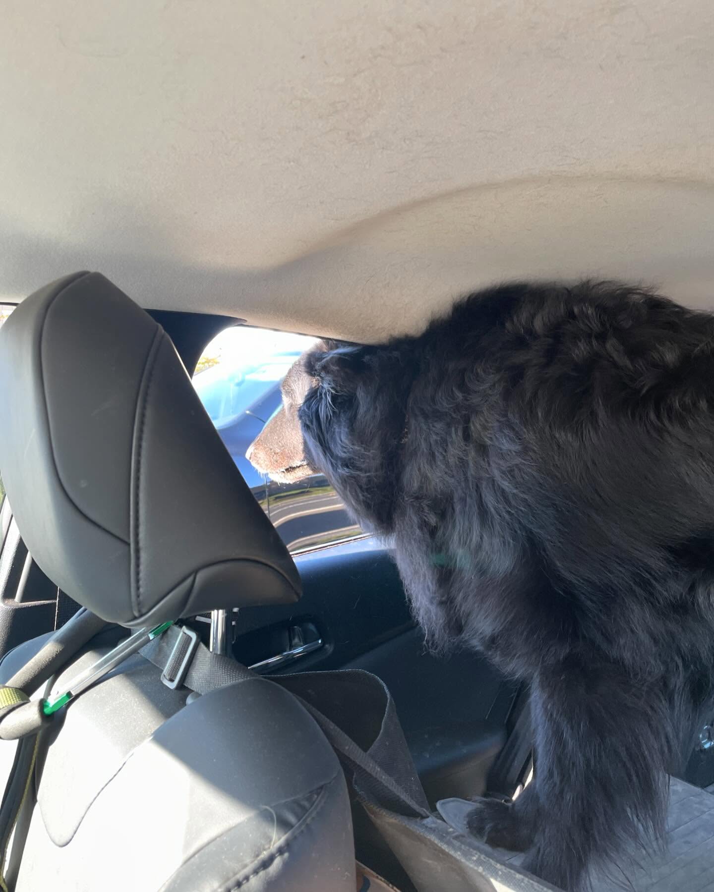 ⁣ 🐺 Rest in Peace, Sirius ⁣ Dec 23, 2013 - May 10, 2024⁣ My bubba
