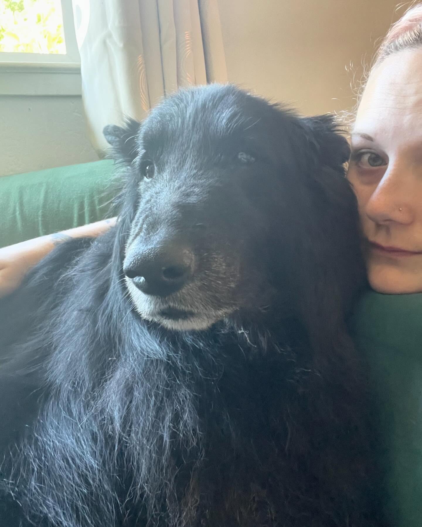 ⁣ 🐺 Rest in Peace, Sirius ⁣ Dec 23, 2013 - May 10, 2024⁣ My bubba