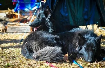 ⁣ Sirius and Remus, reunited at the rainbow bridge 🌈 ⁣ ⁣ #belgianshepherd #belgianshepherdgroenendael #groenendael #dogs #rainbowbridge