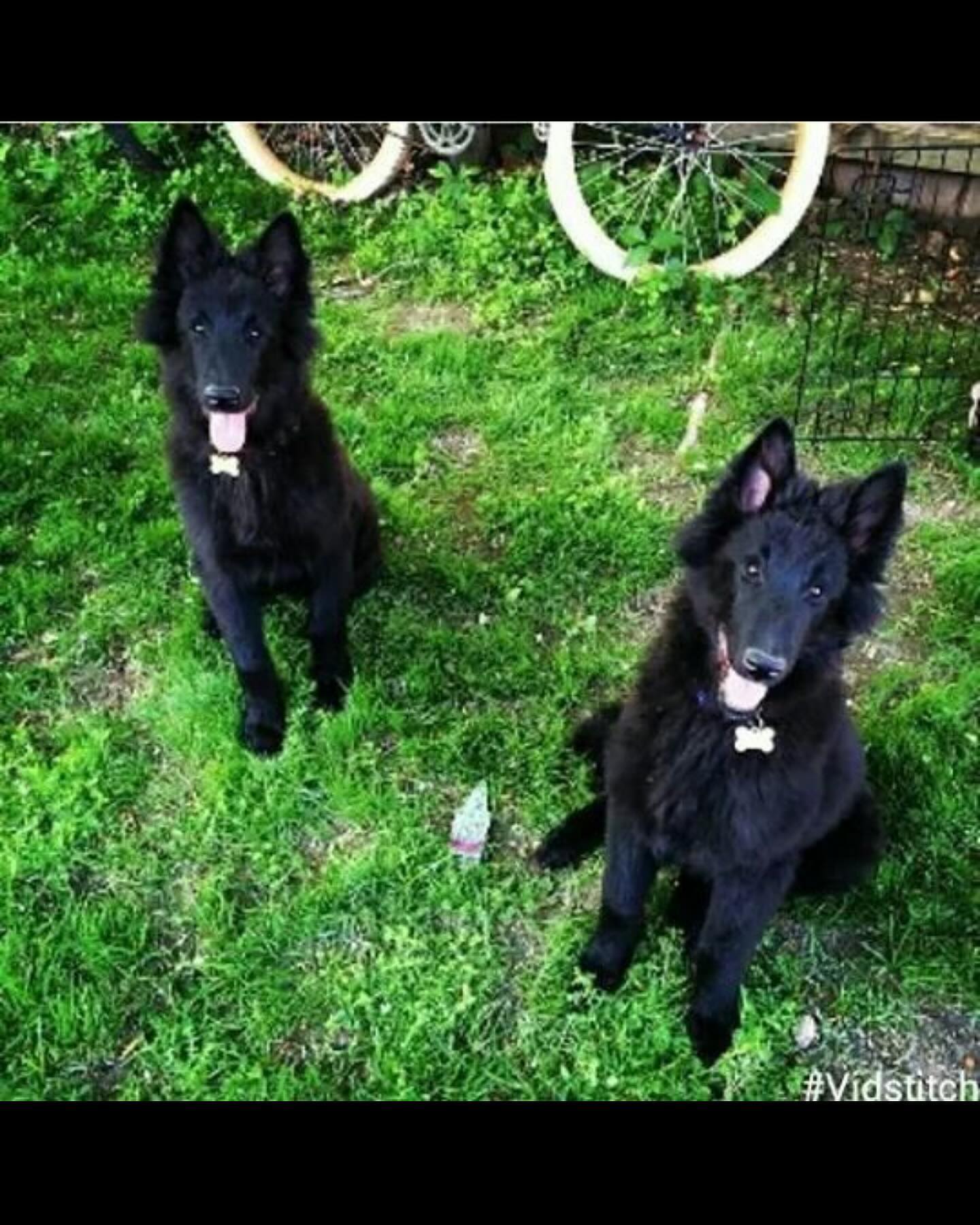 ⁣ Littermates, brothers, best friends, demonic hounds of destruction. ⁣ The name DirtyHellHounds was inspired by my two boys, Sirius and Remus ❤️💙 ⁣ ⁣ I won’t change the name. The...