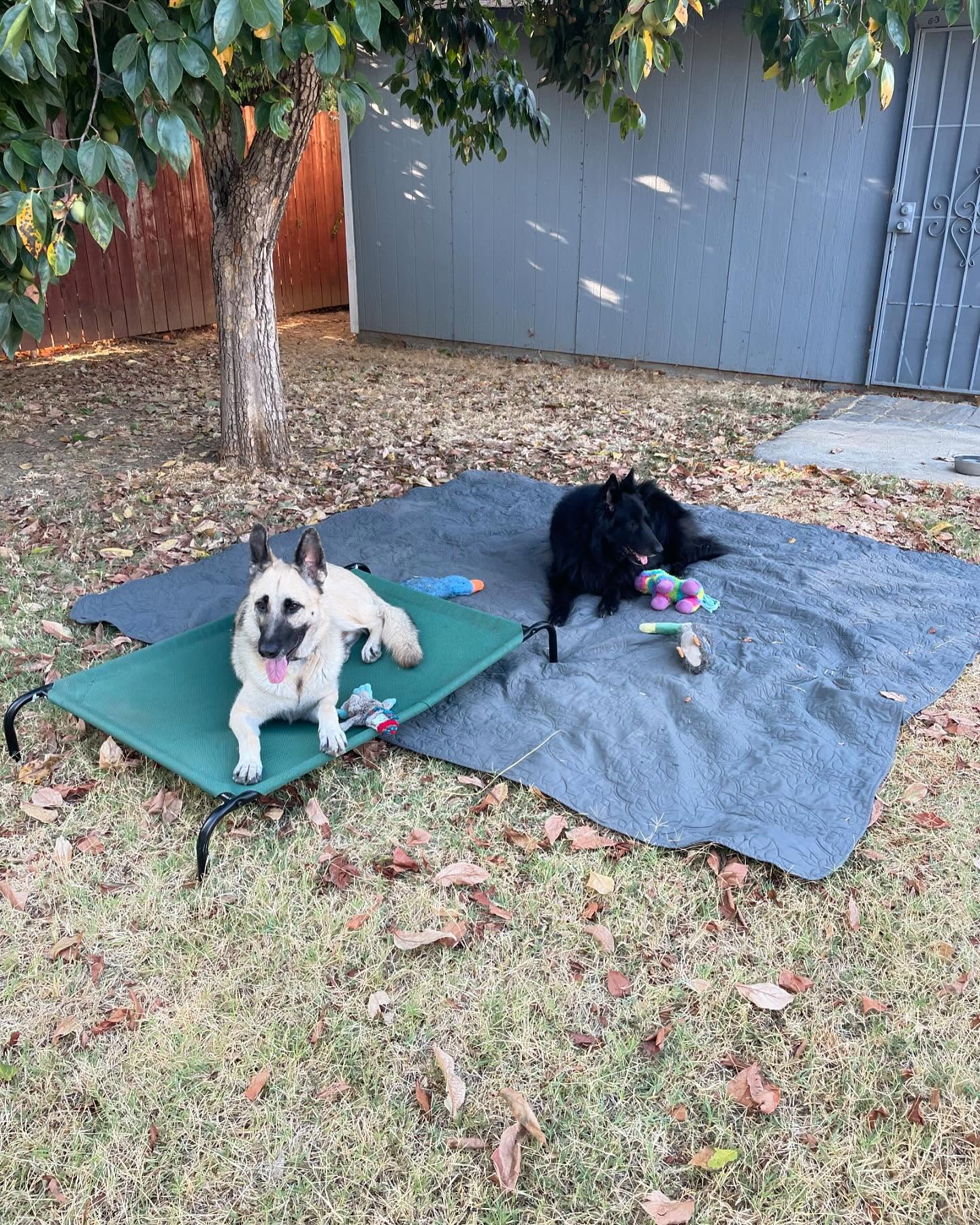 ⁣ Sirius and Loki became best friends after we lost Remus, and they had the most amazing relationship. ⁣ Loki definitely misses his brother right now… We all do. So incredibly muc...