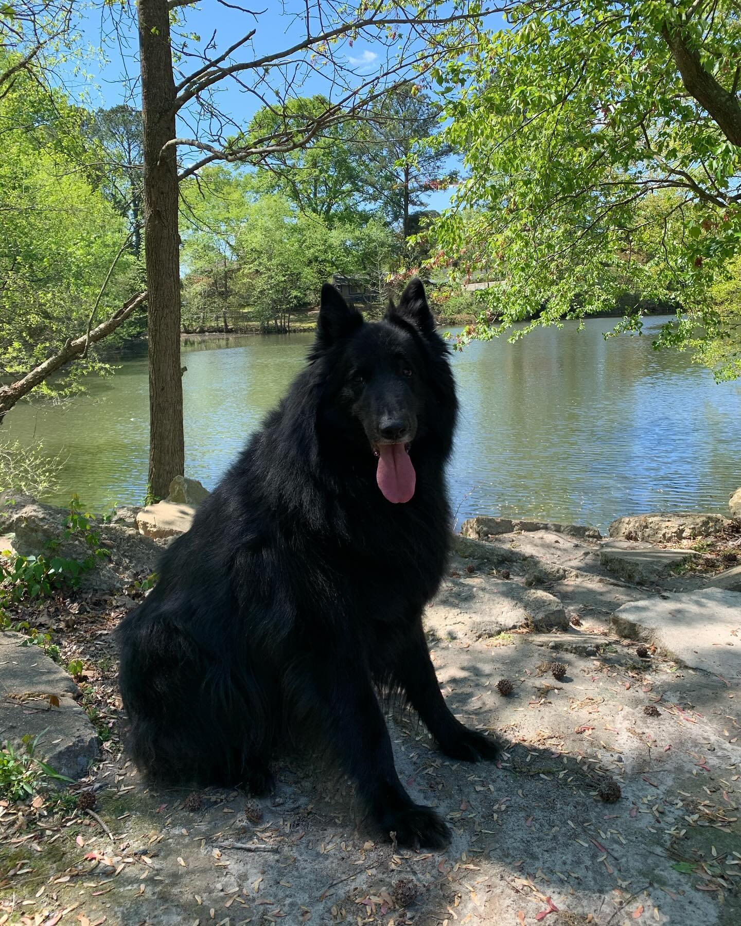 ⁣ I love and miss you so much, Bubba. ⁣ I don’t know what I’m going to do without my happy, slobbery, cuddly, handsome man. ⁣ ⁣ I am completely heartbroken