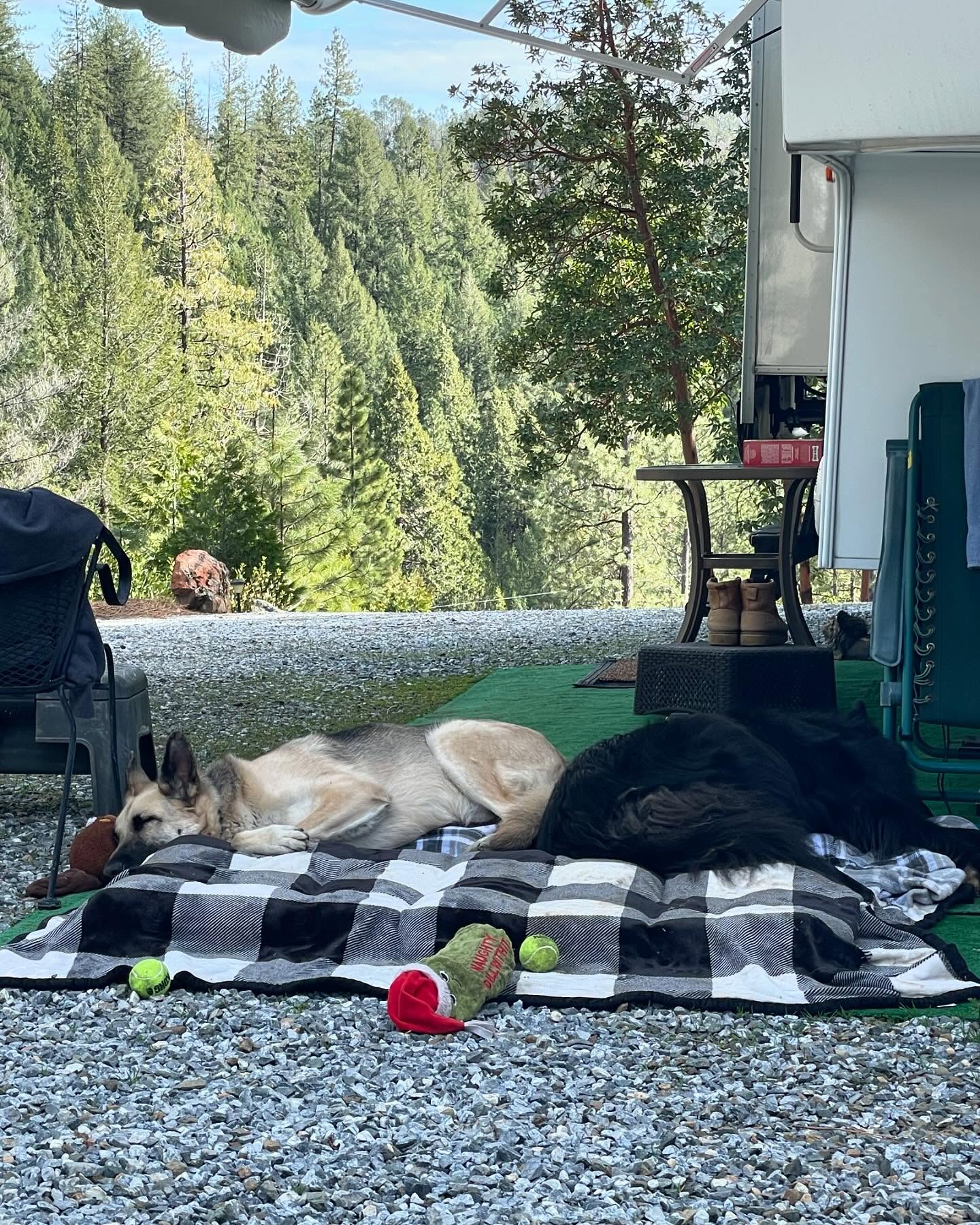 ⁣ Sirius and Loki loved visiting grandpa up the hill at his property! 🌲🚐🪵⁣ ⁣ #germanshepherd #gsd #belgianshepherd #belgianshepherdgroenendael #groenendael #dogs #camping #camping...