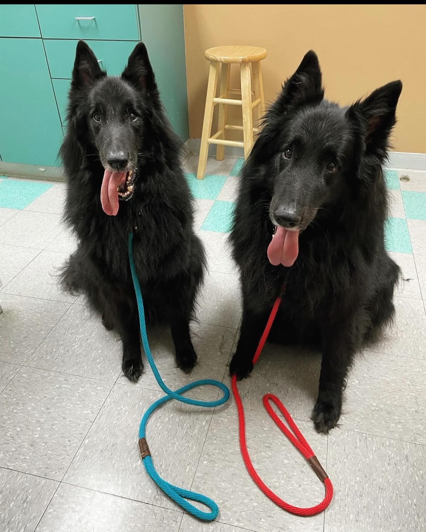 ⁣ Littermates, brothers, best friends, demonic hounds of destruction. ⁣ The name DirtyHellHounds was inspired by my two boys, Sirius and Remus ❤️💙 ⁣ ⁣ I won’t change the name. The...