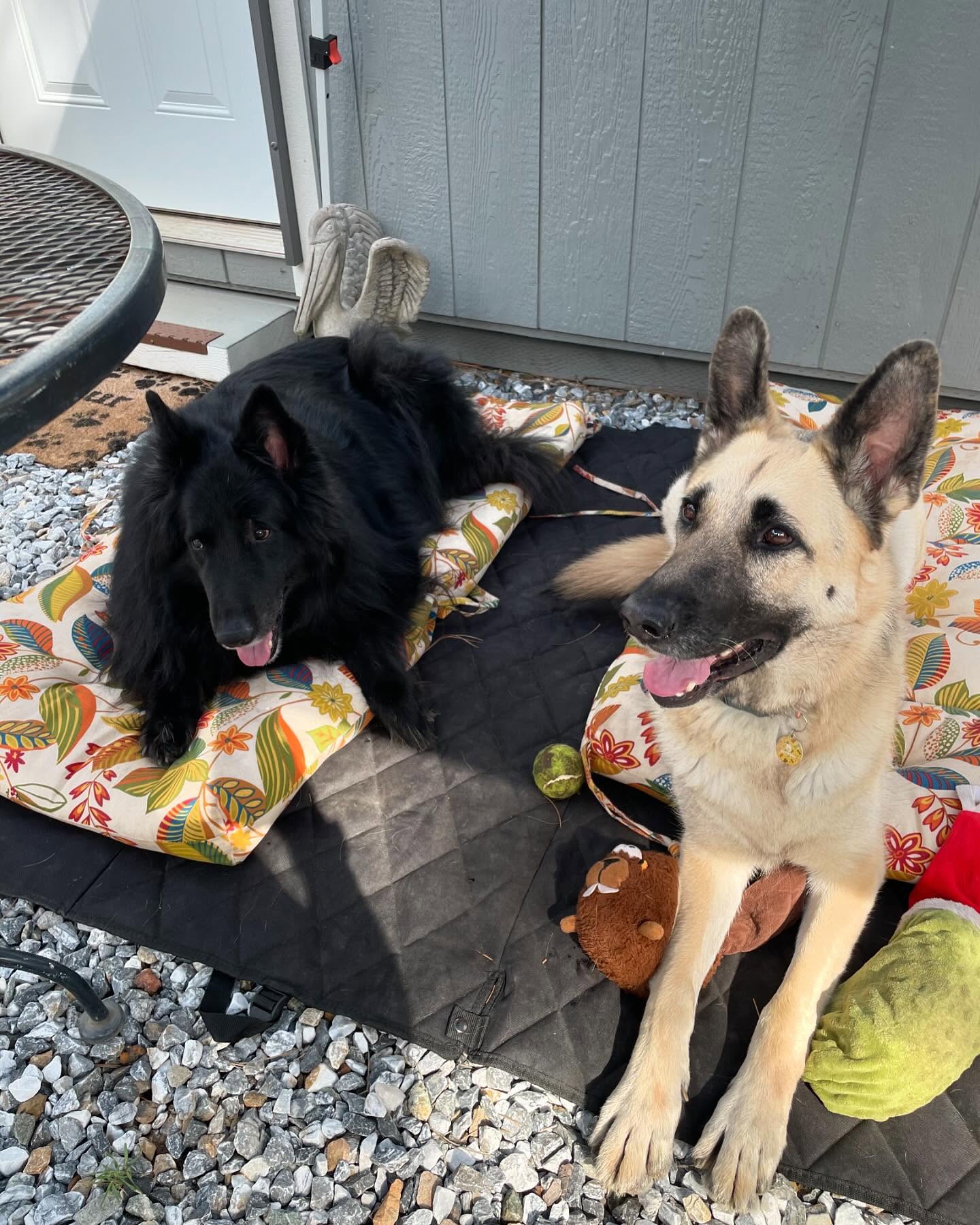 ⁣ Sirius and Loki loved visiting grandpa up the hill at his property! 🌲🚐🪵⁣ ⁣ #germanshepherd #gsd #belgianshepherd #belgianshepherdgroenendael #groenendael #dogs #camping #camping...