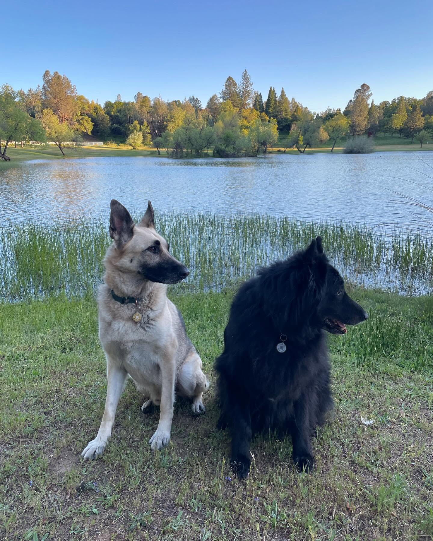 ⁣ Sirius and Loki loved visiting grandpa up the hill at his property! 🌲🚐🪵⁣ ⁣ #germanshepherd #gsd #belgianshepherd #belgianshepherdgroenendael #groenendael #dogs #camping #camping...