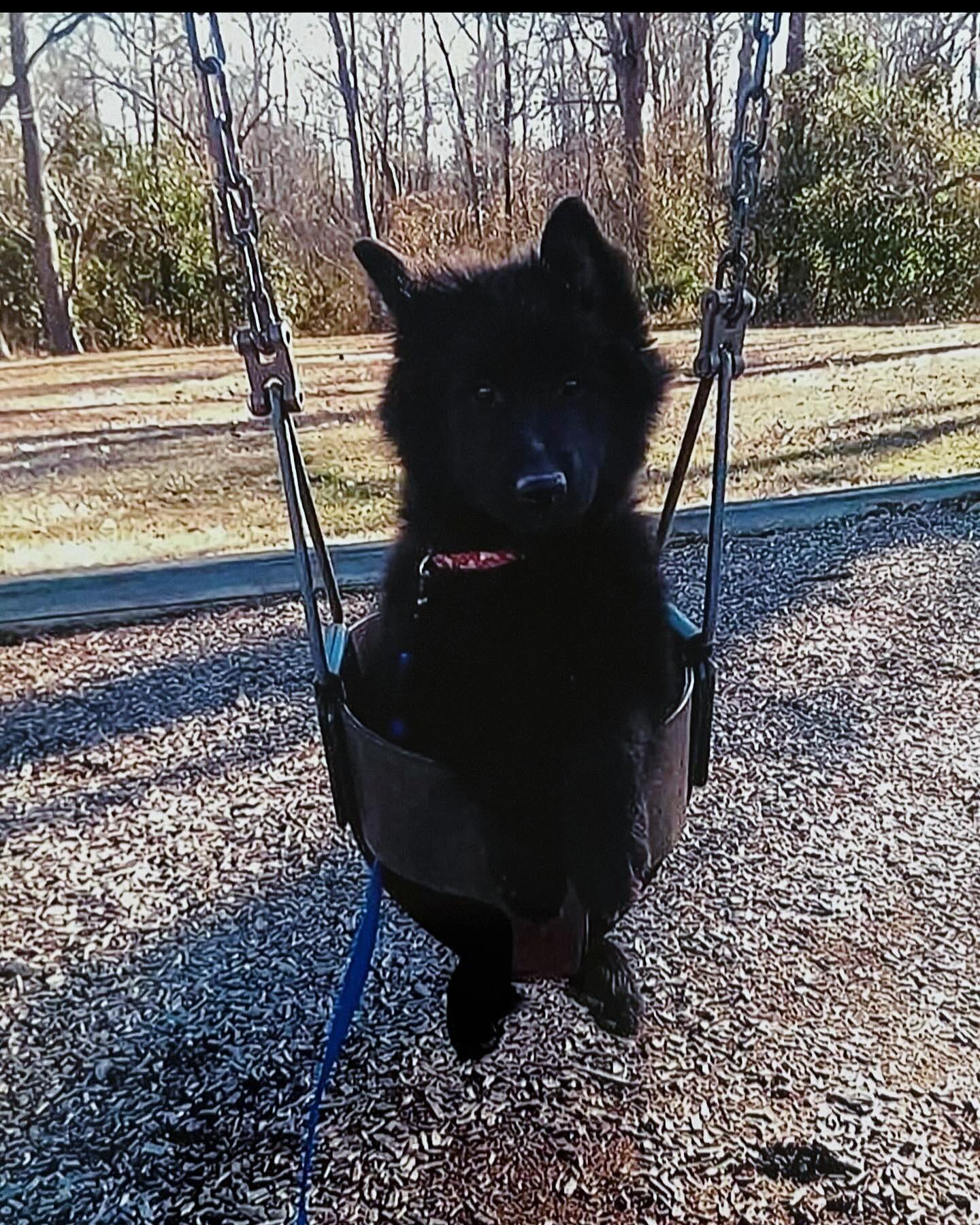 ⁣ 2014: Wee lad Sirius 🐺 ⁣ ⁣ #belgianshepherd #belgianshepherdgroenendael #groenendael #dogs #puppy #puppies #rainbowbridge