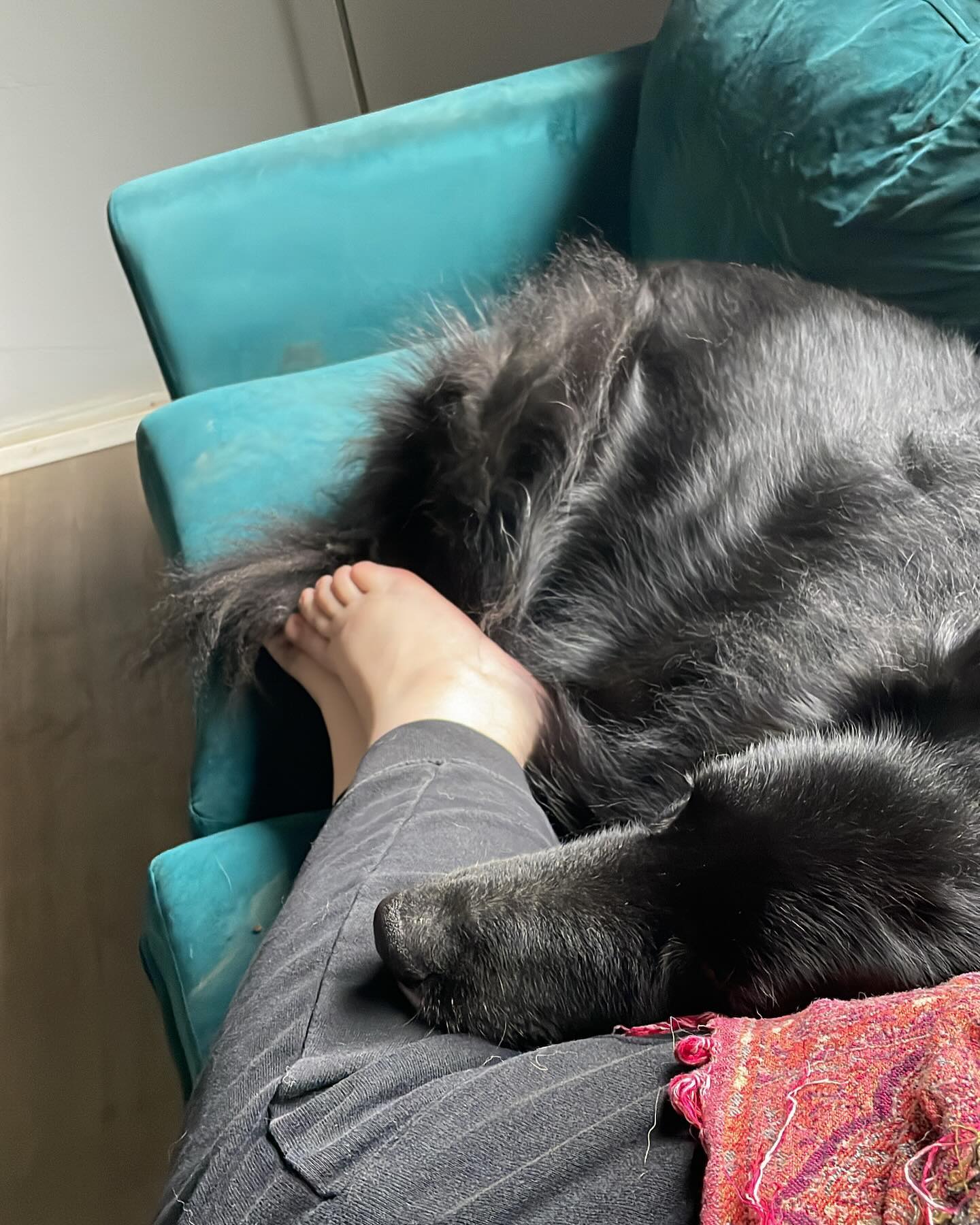 ⁣ I love and miss you so much, Bubba. ⁣ I don’t know what I’m going to do without my happy, slobbery, cuddly, handsome man. ⁣ ⁣ I am completely heartbroken