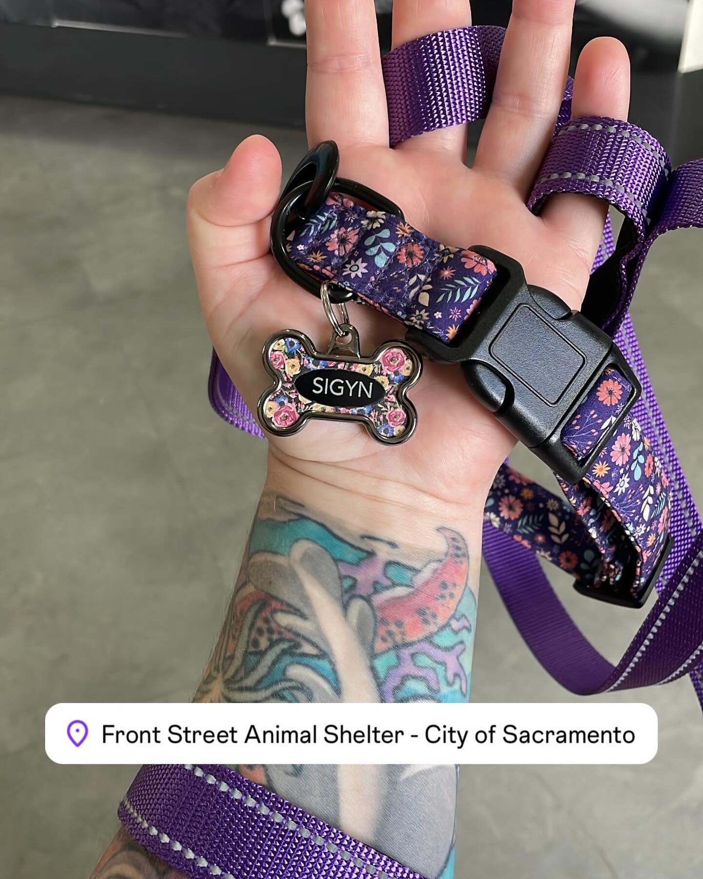 ⁣ May 31, 2024: Excited and VERY nervous to introduce Sigyn, aka Siggy 💜 ⁣ ⁣ Adopted from the Front Street Animal Shelter, she’s home and recovering from her spay surgery. ⁣ Initi...