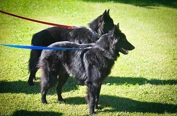 ⁣ Sirius and Remus, reunited at the rainbow bridge 🌈 ⁣ ⁣ #belgianshepherd #belgianshepherdgroenendael #groenendael #dogs #rainbowbridge