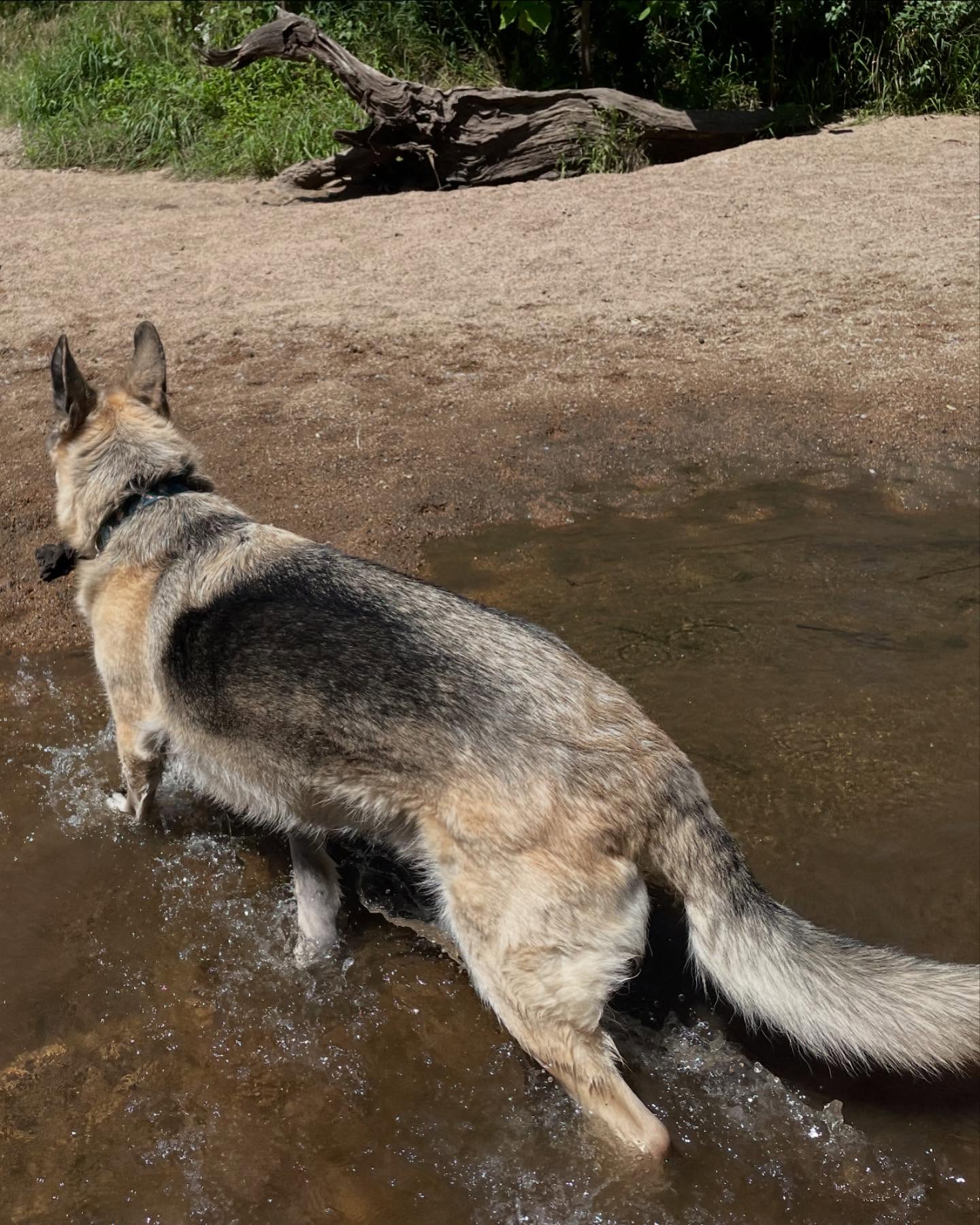⁣⁣⁣ May 16, 2024: 🌊⁣👙⁣ ⁣⁣⁣ #germanshepherd #gsd #dog #dogwalk #dogswimming