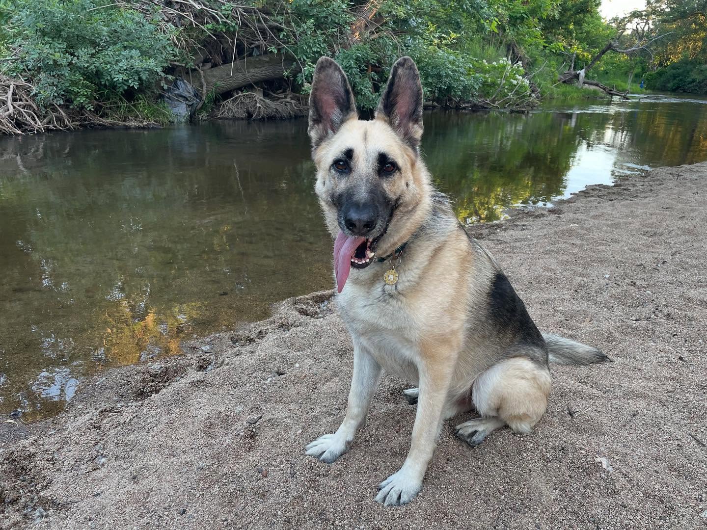 ⁣ May 15, 2024: 🤿⁣ ⁣ #germanshepherd #gsd #dog #dogwalk