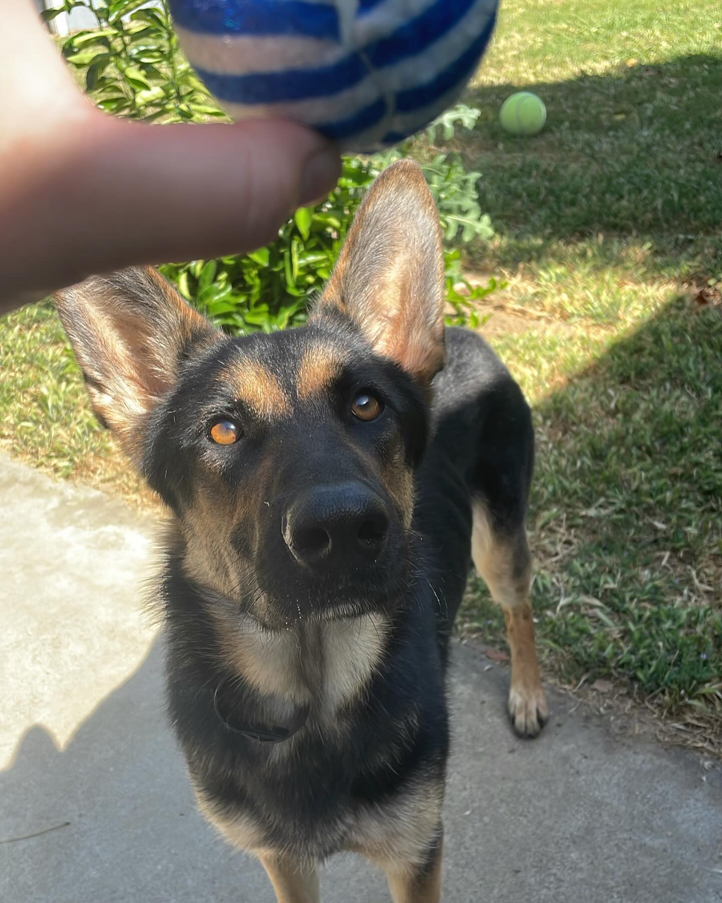 ⁣ June 1, 2024: 💜 Siggy ⁣ ⁣ #germanshepherd #gsd #dogs #adopted #rescuedog #frontstreetanimalshelter