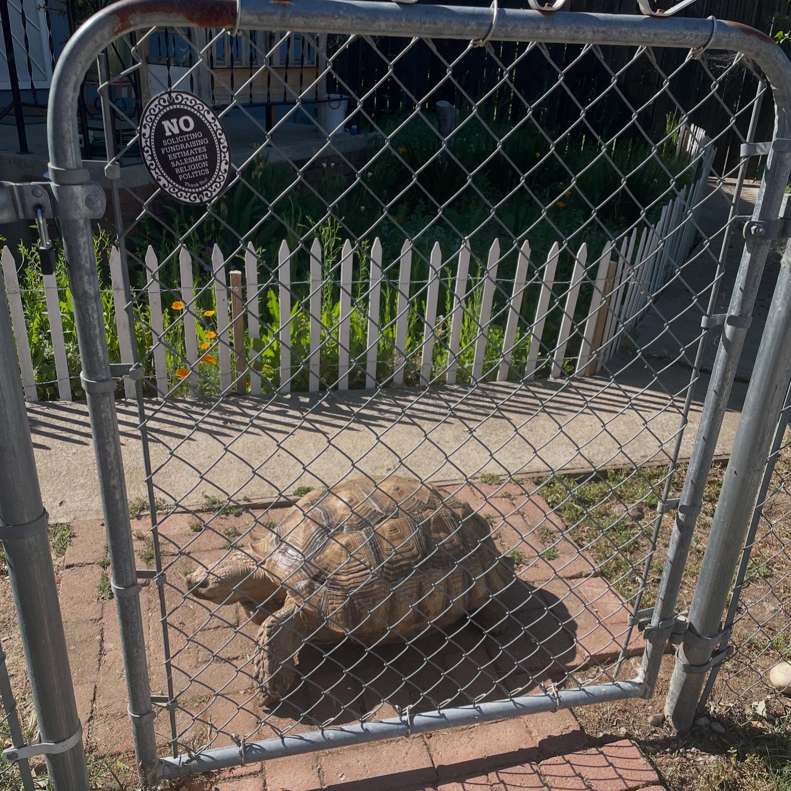 ⁣ May 14, 2024: Turk alert ⁣ ⁣ #tortoise #africansulcata #africansulcatatortoise #spurredtortoise #🐢