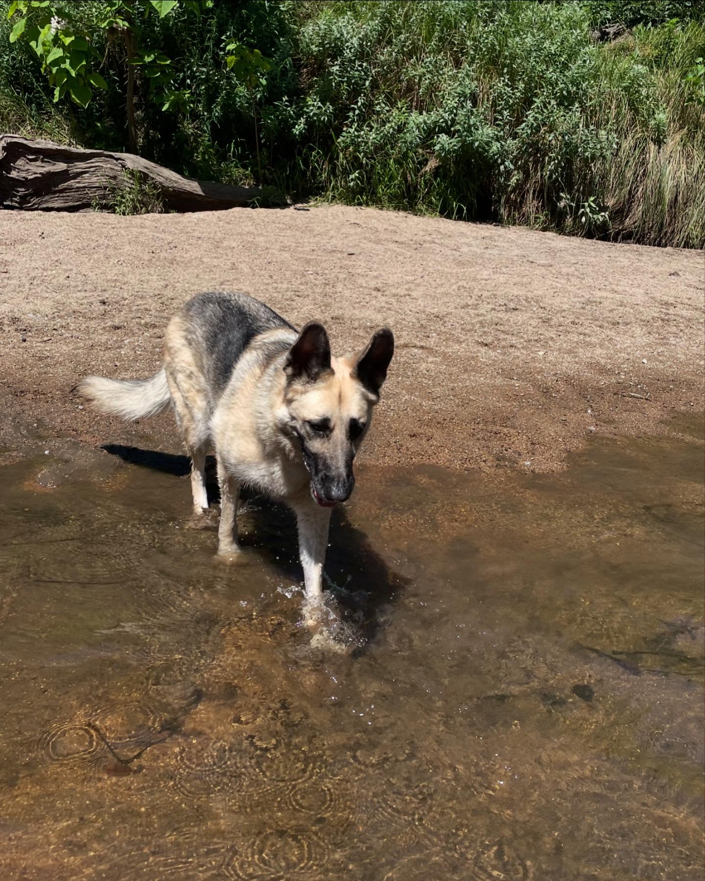 ⁣⁣⁣ May 16, 2024: 🌊⁣👙⁣ ⁣⁣⁣ #germanshepherd #gsd #dog #dogwalk #dogswimming