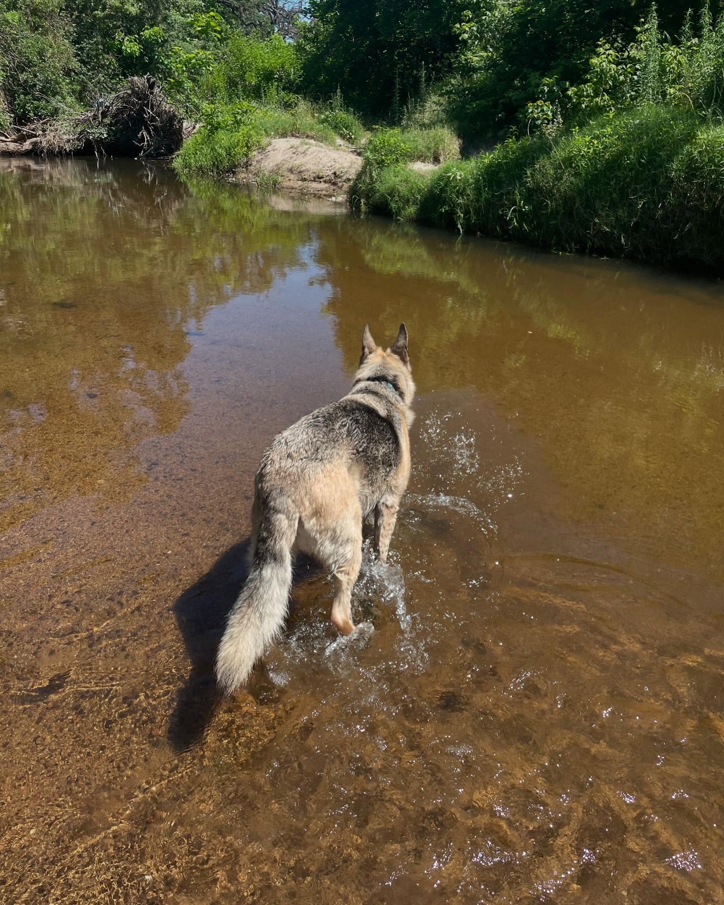 ⁣⁣⁣ May 16, 2024: 🌊⁣👙⁣ ⁣⁣⁣ #germanshepherd #gsd #dog #dogwalk #dogswimming