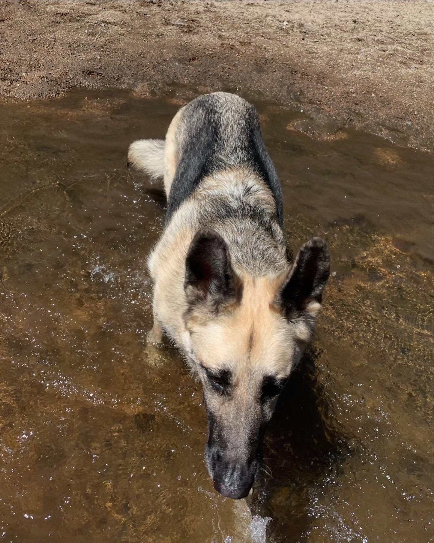 ⁣⁣⁣ May 16, 2024: 🌊⁣👙⁣ ⁣⁣⁣ #germanshepherd #gsd #dog #dogwalk #dogswimming