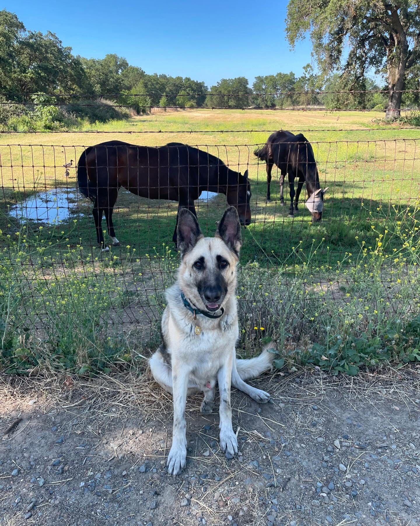 🎂 🥳 🎉 ⁣ October 20, 2024 - Happy 7th birthday, Loki! ⁣ ⁣ #germanshepherd #gsd #dogsofinstagram #dogbirthday