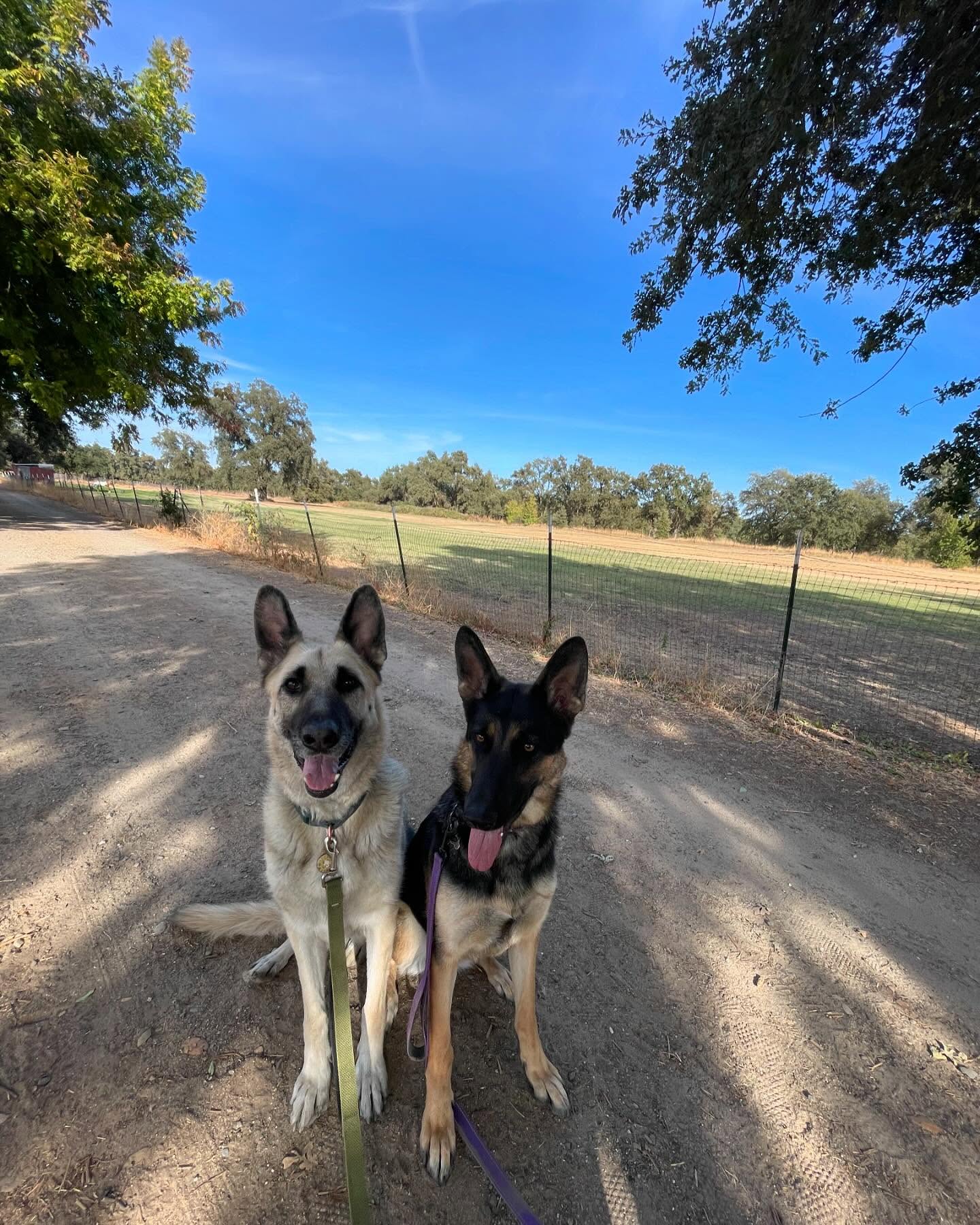 🎂 🥳 🎉 ⁣ October 20, 2024 - Happy 7th birthday, Loki! ⁣ ⁣ #germanshepherd #gsd #dogsofinstagram #dogbirthday