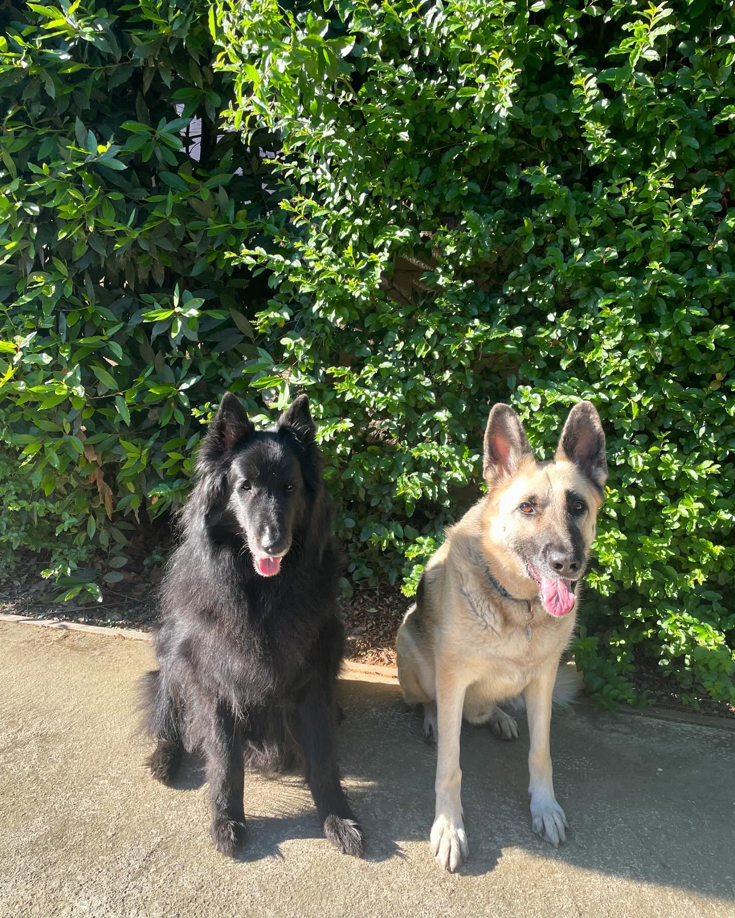 🎂 🥳 🎉 ⁣ October 20, 2024 - Happy 7th birthday, Loki! ⁣ ⁣ #germanshepherd #gsd #dogsofinstagram #dogbirthday