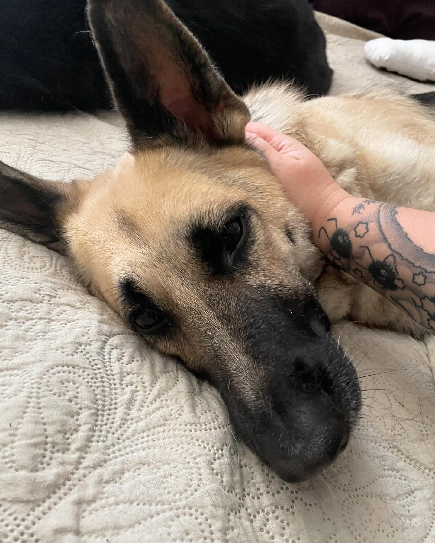 🎂 🥳 🎉 ⁣ October 20, 2024 - Happy 7th birthday, Loki! ⁣ ⁣ #germanshepherd #gsd #dogsofinstagram #dogbirthday