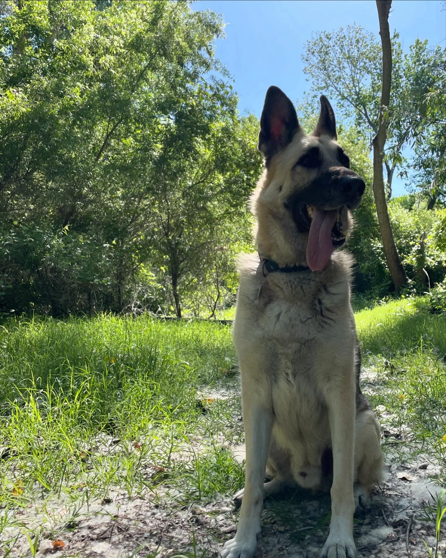 🎂 🥳 🎉 ⁣ October 20, 2024 - Happy 7th birthday, Loki! ⁣ ⁣ #germanshepherd #gsd #dogsofinstagram #dogbirthday
