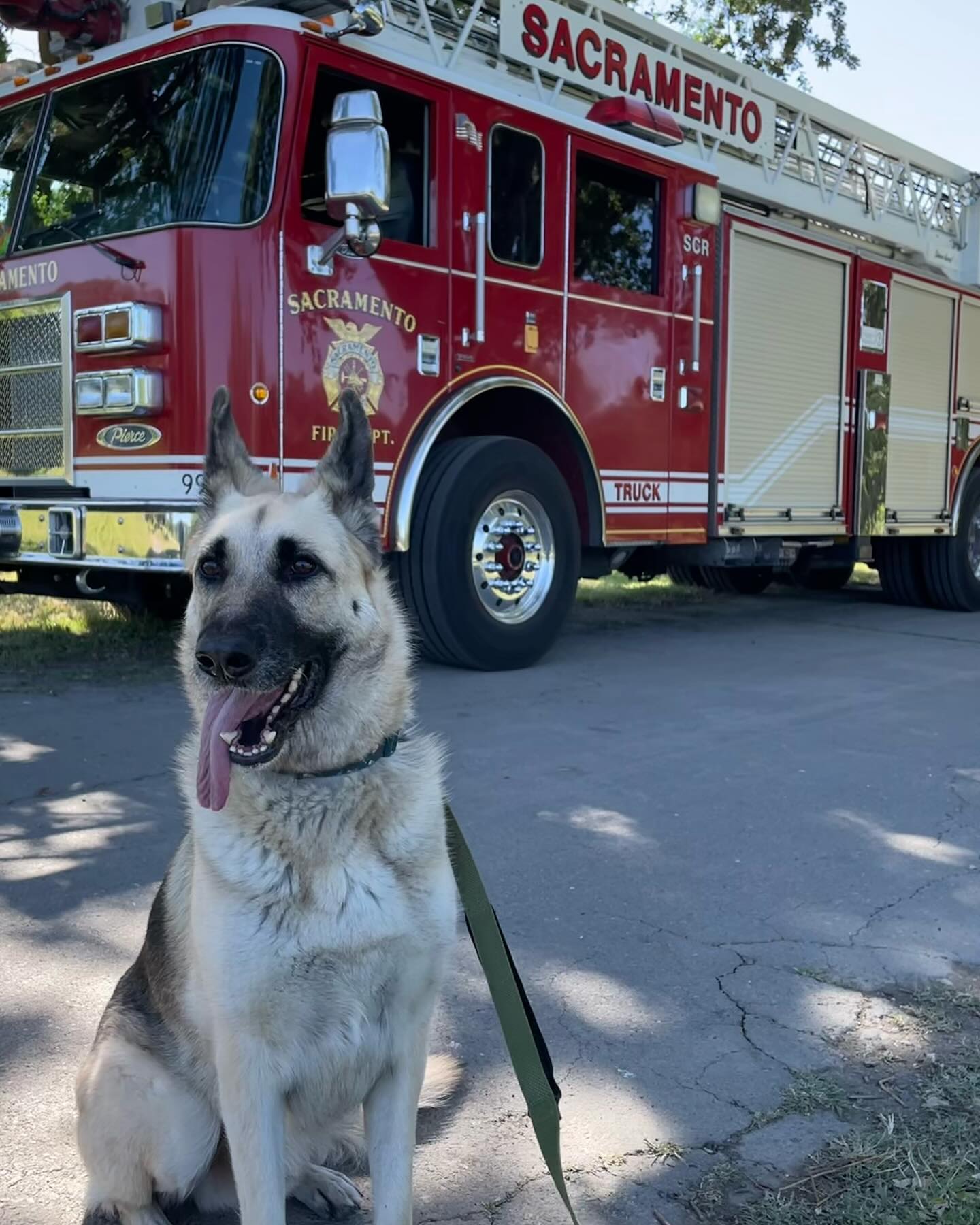 🎂 🥳 🎉 ⁣ October 20, 2024 - Happy 7th birthday, Loki! ⁣ ⁣ #germanshepherd #gsd #dogsofinstagram #dogbirthday