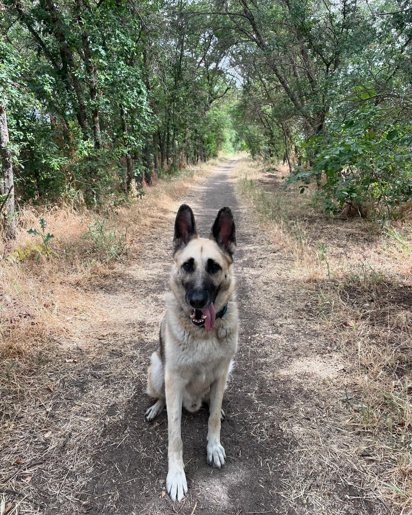 🎂 🥳 🎉 ⁣ October 20, 2024 - Happy 7th birthday, Loki! ⁣ ⁣ #germanshepherd #gsd #dogsofinstagram #dogbirthday