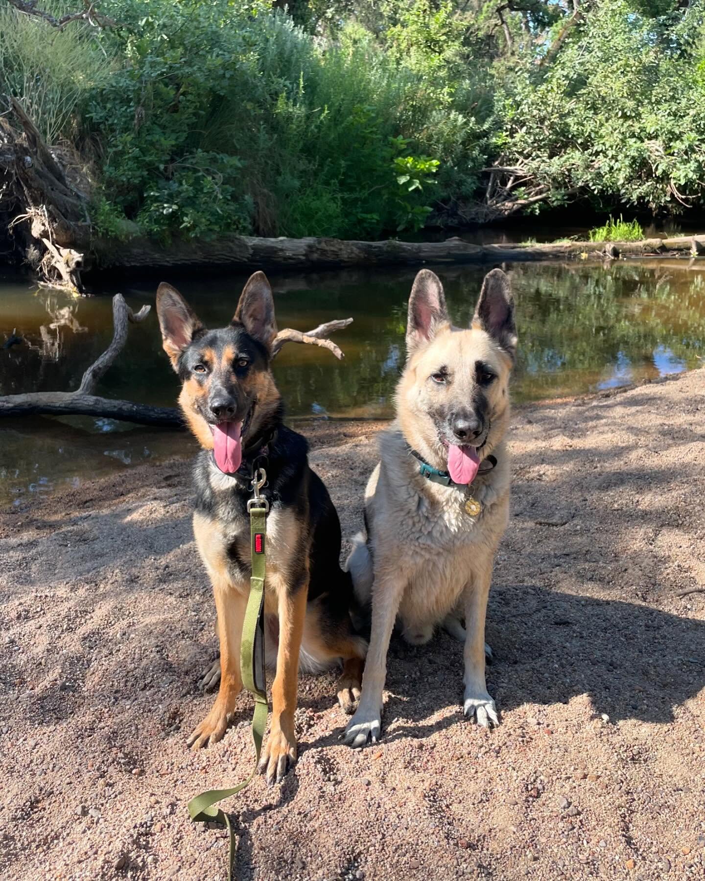 🎂 🥳 🎉 ⁣ October 20, 2024 - Happy 7th birthday, Loki! ⁣ ⁣ #germanshepherd #gsd #dogsofinstagram #dogbirthday