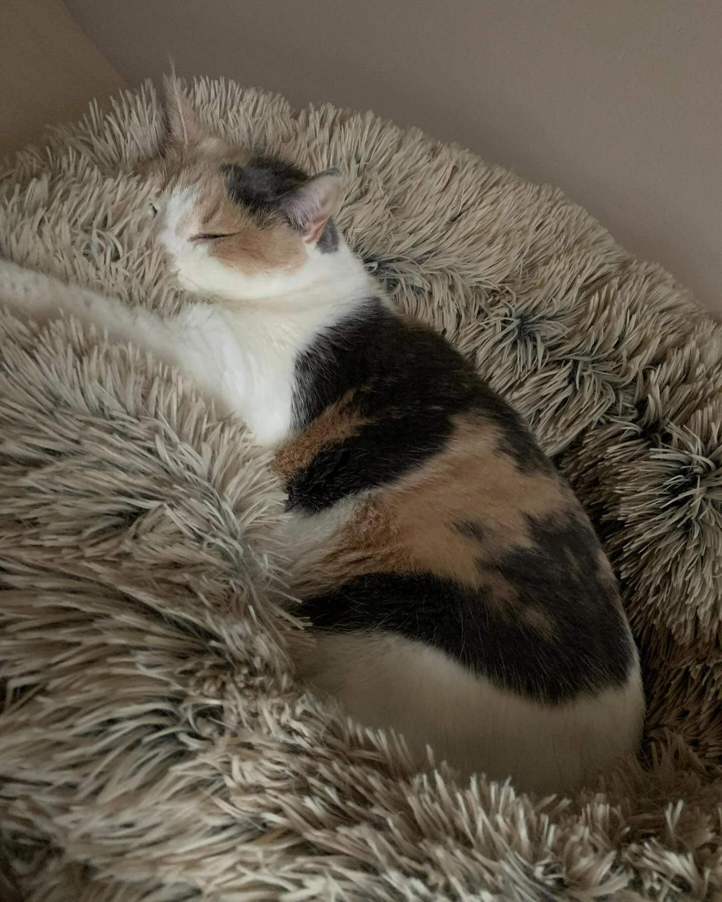 ⁣ ✞ Raspberry ⁣ approx. 06/2007 to 12/09/2022 ⁣ ⁣ I miss you so much, my grumpy girl 🤍