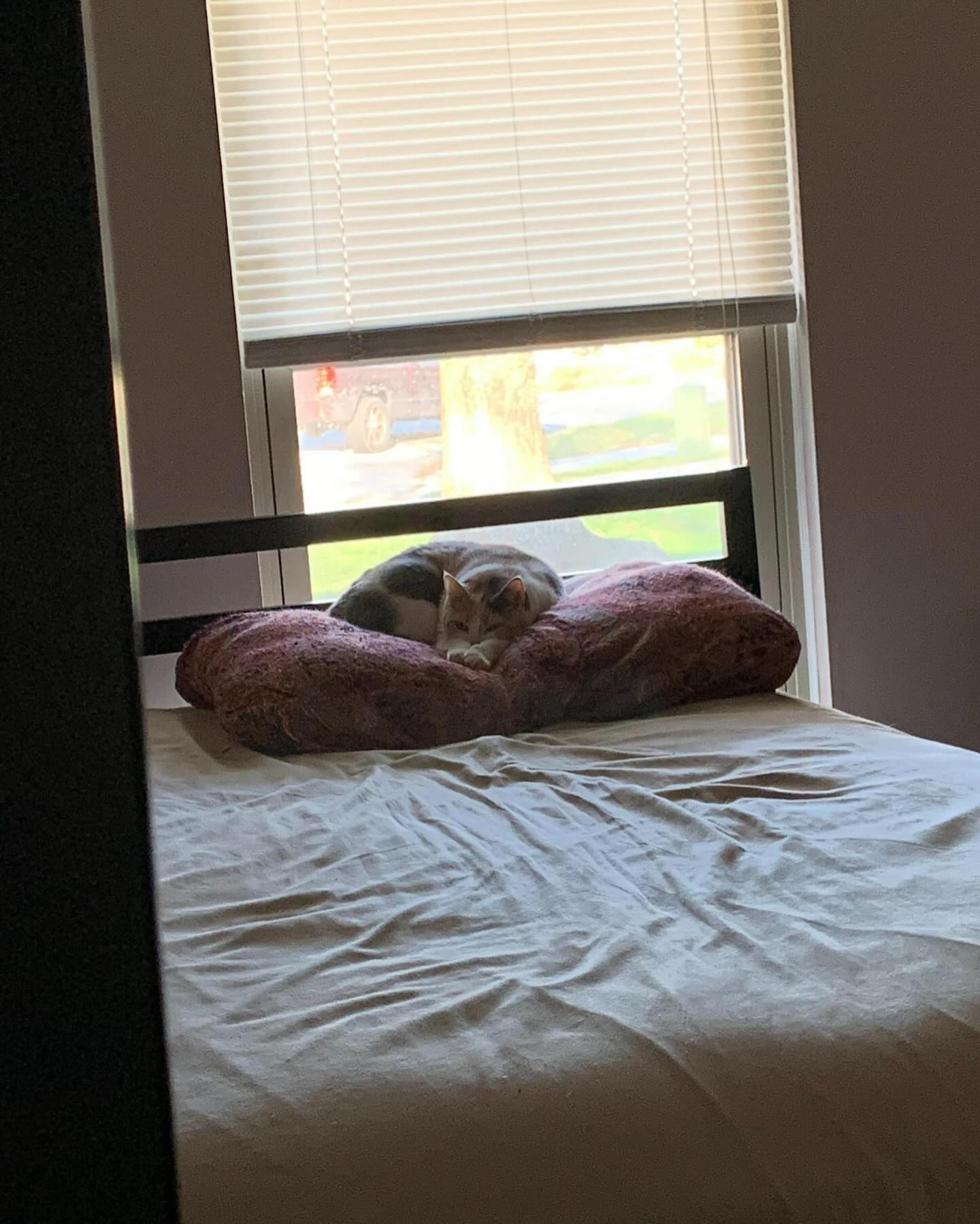 ⁣ ✞ Raspberry ⁣ approx. 06/2007 to 12/09/2022 ⁣ ⁣ I miss you so much, my grumpy girl 🤍