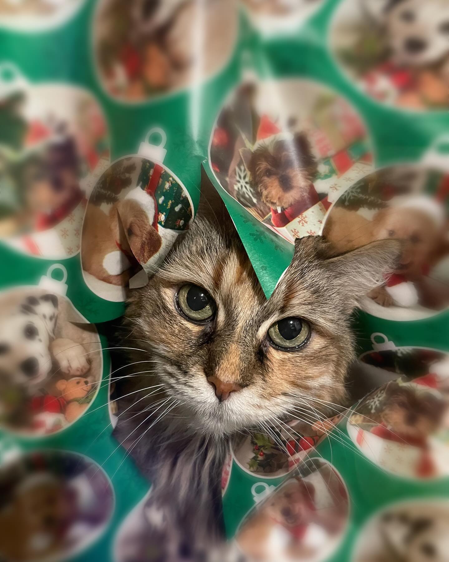 ⁣ 🎄 🎅🏻 🎁⁣ Merry Christmas! ⁣ ⁣ #dogs #dogsofinstagram #cats #catsofinstagram #christmas