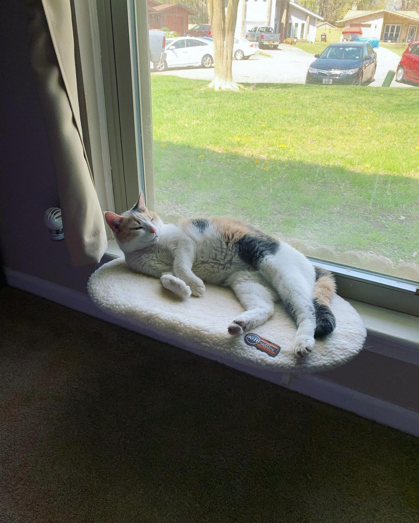 ⁣ ✞ Raspberry ⁣ approx. 06/2007 to 12/09/2022 ⁣ ⁣ I miss you so much, my grumpy girl 🤍