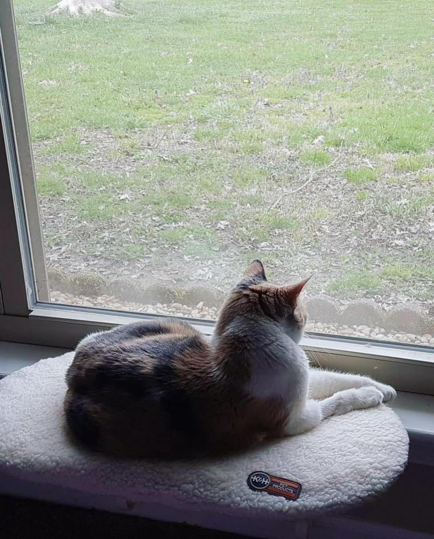 ⁣ ✞ Raspberry ⁣ approx. 06/2007 to 12/09/2022 ⁣ ⁣ I miss you so much, my grumpy girl 🤍